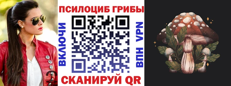 Купить где  Чернушка  Псилоцибиновые грибы Psilocybe 